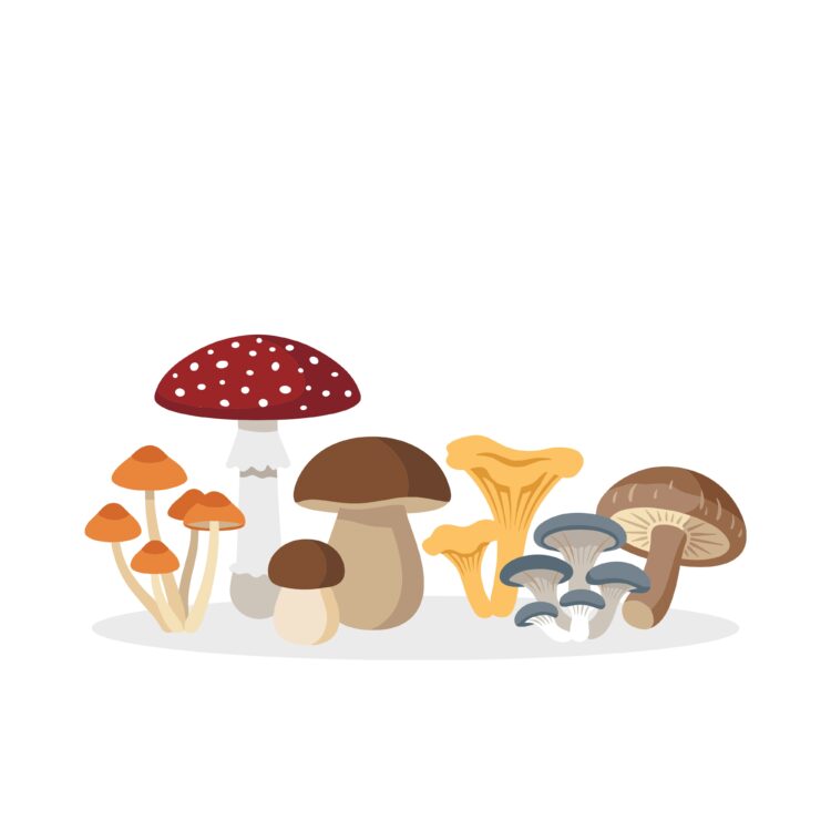 Mushroom Supplements