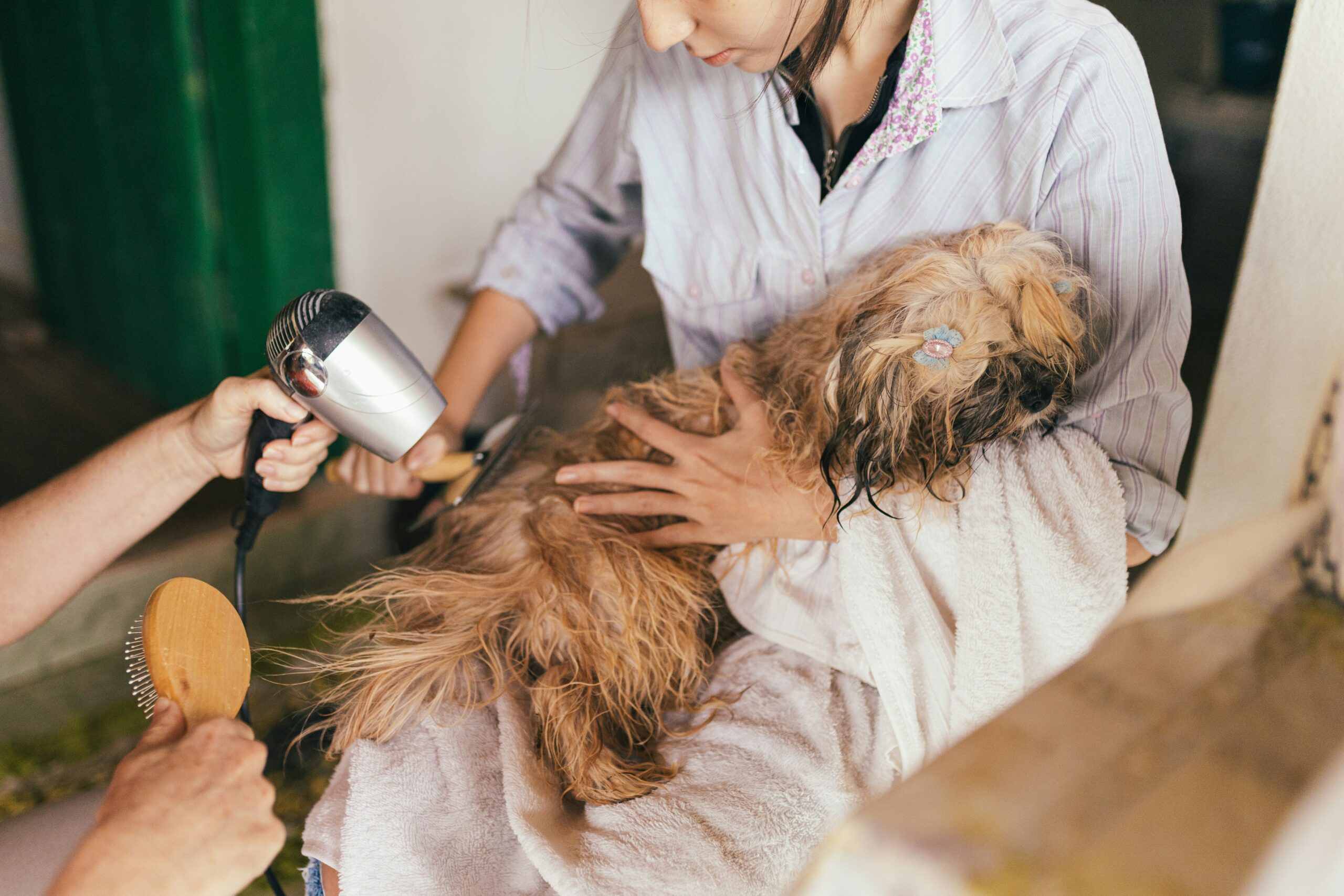 Common dog health problems