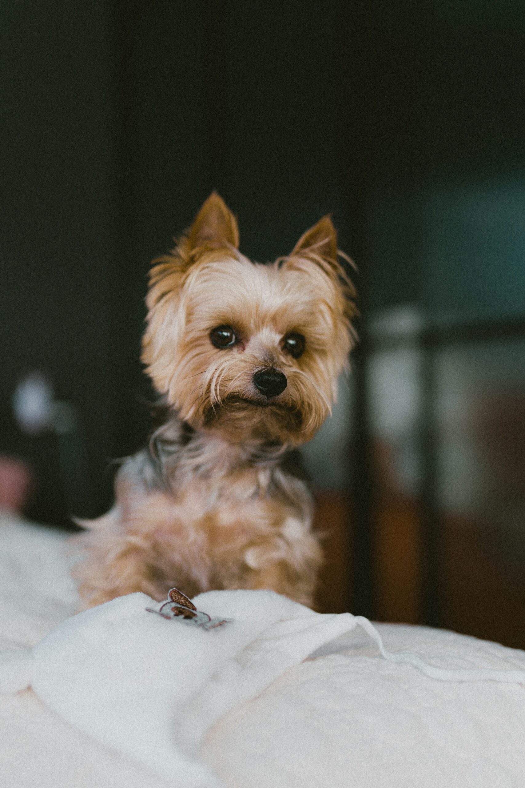 best dog breeds for apartments