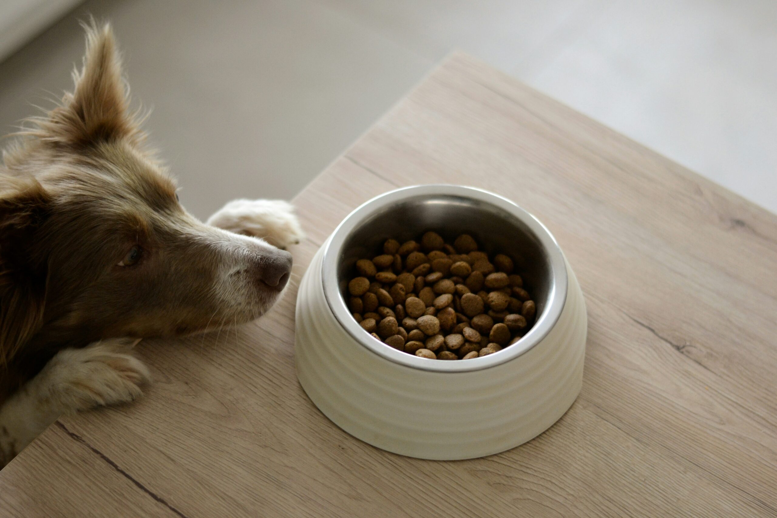 best pet foods for a healthy dog
