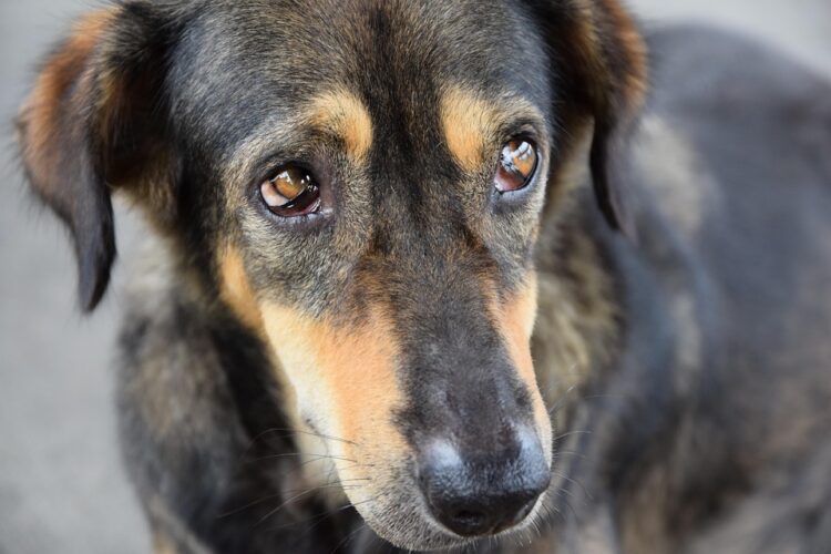Pet grooming guide: brushing, bathing and nail trimming