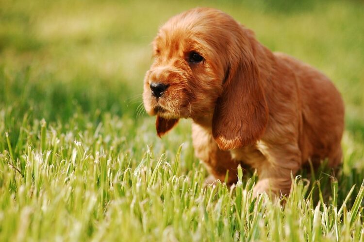 Holistic pet care