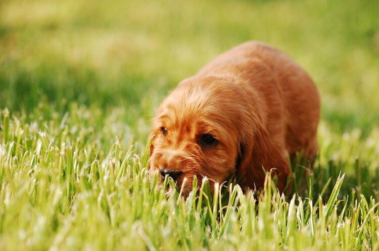 Pet hygiene tips for a clean home