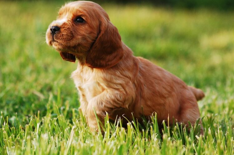 Living with pets in a pet-friendly home